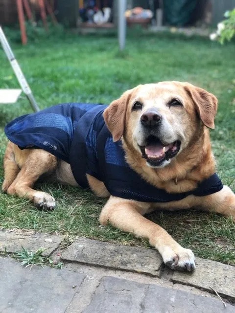 Cool Coats for Dogs